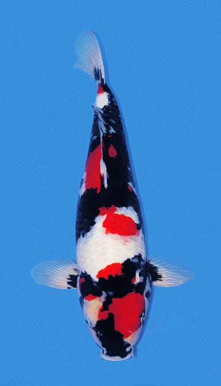 A Showa koi, or Showa Sanshoku, is a powerful and expressive variety of Japanese koi known for its dynamic combination of sumi, beni, and shiroji. Unlike Kohaku or Sanke, Showa is a black-based Nishikigoi, meaning the sumi forms the foundation of the pattern and rises through the body beneath the red and white. A strong Showa often shows bold contrast, balanced movement in the pattern, and the kind of dramatic presence that makes the variety stand out immediately in the pond. Traditional markers such as men