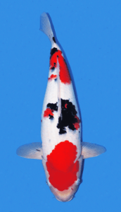 34015 showa sanke 2 year female 21" sold A Showa Sanke refers to a koi that shows traits associated with both Showa and Sanke pattern styles, often used informally when a fish falls visually between the two. In traditional Japanese koi classification, Showa Sanshoku and Taisho Sanshoku are separate Nishikigoi varieties. Showa is black-based, with sumi forming the foundation of the pattern beneath the red and white, while Sanke is white-based, with black appearing more as accent markings over a Kohaku-like pattern. When people describe a koi as “Sh