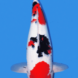 A Showa Sanke refers to a koi that shows traits associated with both Showa and Sanke pattern styles, often used informally when a fish falls visually between the two. In traditional Japanese koi classification, Showa Sanshoku and Taisho Sanshoku are separate Nishikigoi varieties. Showa is black-based, with sumi forming the foundation of the pattern beneath the red and white, while Sanke is white-based, with black appearing more as accent markings over a Kohaku-like pattern. When people describe a koi as “Sh