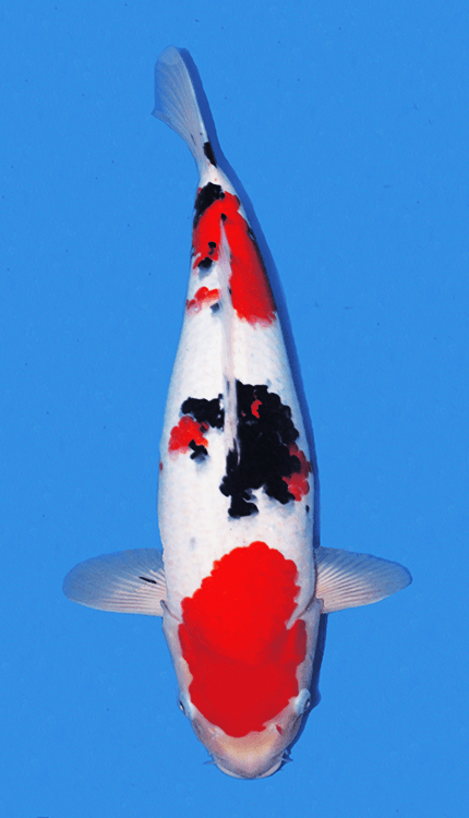 A Showa Sanke refers to a koi that shows traits associated with both Showa and Sanke pattern styles, often used informally when a fish falls visually between the two. In traditional Japanese koi classification, Showa Sanshoku and Taisho Sanshoku are separate Nishikigoi varieties. Showa is black-based, with sumi forming the foundation of the pattern beneath the red and white, while Sanke is white-based, with black appearing more as accent markings over a Kohaku-like pattern. When people describe a koi as “Sh