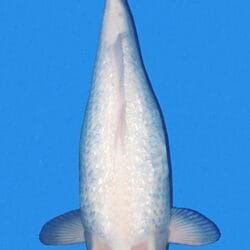 A Ginrin Tancho Kohaku combines two highly admired traits in one elegant Japanese koi: the clean, singular tancho marking on the head and the brilliance of ginrin scales across the body. Built on the simplicity of Kohaku, this Nishikigoi is defined by a bright white base and a distinct red head marking, while the ginrin adds a reflective, jewel-like quality that gives the fish extra life in the water. A strong example should have a well-placed tancho spot, balanced body shape, and even sparkle that enhances