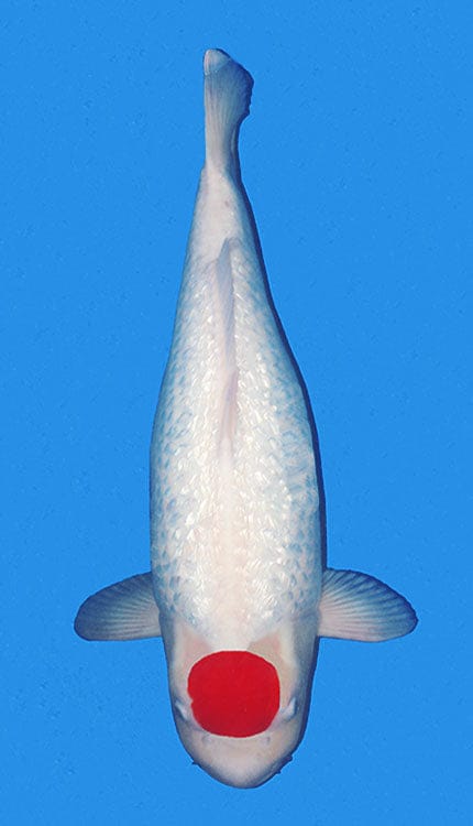 A Ginrin Tancho Kohaku combines two highly admired traits in one elegant Japanese koi: the clean, singular tancho marking on the head and the brilliance of ginrin scales across the body. Built on the simplicity of Kohaku, this Nishikigoi is defined by a bright white base and a distinct red head marking, while the ginrin adds a reflective, jewel-like quality that gives the fish extra life in the water. A strong example should have a well-placed tancho spot, balanced body shape, and even sparkle that enhances