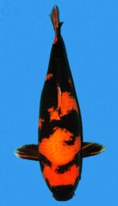 34021 hi utsuri 4 year female 26" sold A single koi fish with a black, white, and orange color pattern, against a blue background.