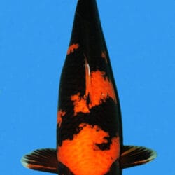 A single koi fish with a black, white, and orange color pattern, against a blue background.