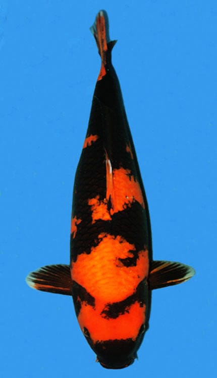 A single koi fish with a black, white, and orange color pattern, against a blue background.