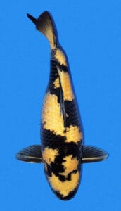 34024 ki utsuri 4 year female 26" sold A colorful koi fish with a black, gold, and white pattern on a blue background