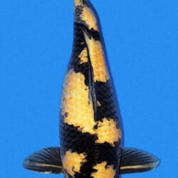 A colorful koi fish with a black, gold, and white pattern on a blue background