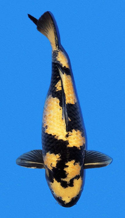A colorful koi fish with a black, gold, and white pattern on a blue background