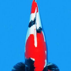 A photograph of a Doitsu Showa koi fish with predominantly red and white coloration, swimming against a blue background.