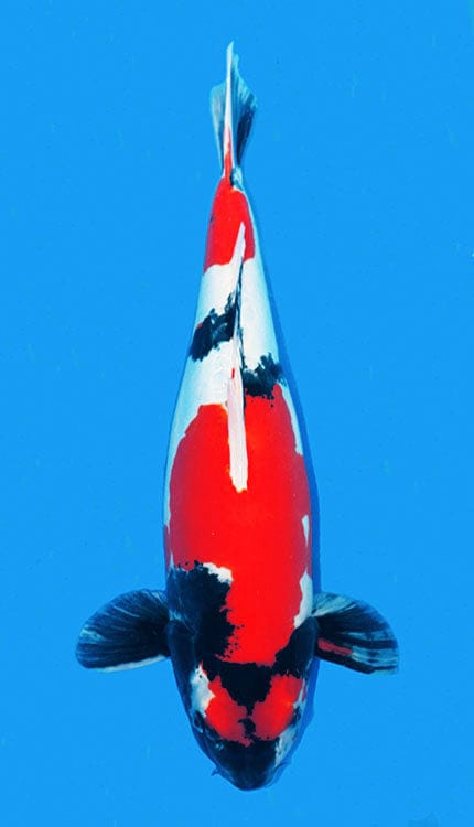 A photograph of a Doitsu Showa koi fish with predominantly red and white coloration, swimming against a blue background.