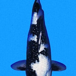 A black and white koi fish illustration against a blue background.