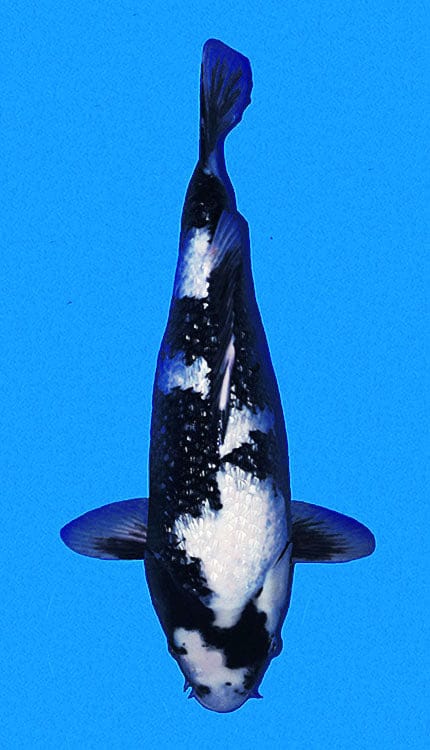 A black and white koi fish illustration against a blue background.