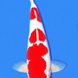 A single Kohaku koi fish with a predominantly white body and red markings, against a blue background.