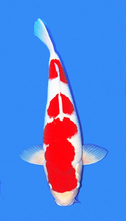 A single Kohaku koi fish with a predominantly white body and red markings, against a blue background.