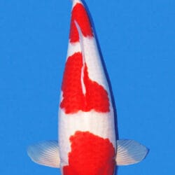 A single red and white colored koi fish with a black patch on its head, displayed against a blue background.