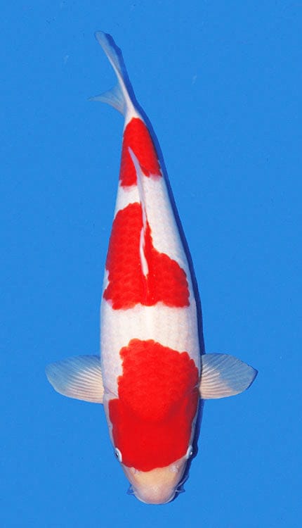 A single red and white colored koi fish with a black patch on its head, displayed against a blue background.