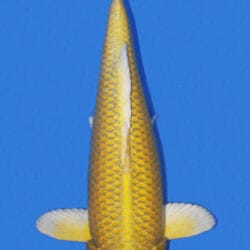 A Yamabuki Ogon is a bright, unmistakable Japanese koi valued for its solid golden-yellow coloration and clean metallic luster. As one of the most recognizable hikari varieties, it is admired for its simplicity, where the beauty of the fish comes from the richness and evenness of the color rather than pattern. A strong Yamabuki should show consistent golden tone from head to tail, smooth metallic skin, and a clear, polished finish that gives the koi a luminous presence in the water.
