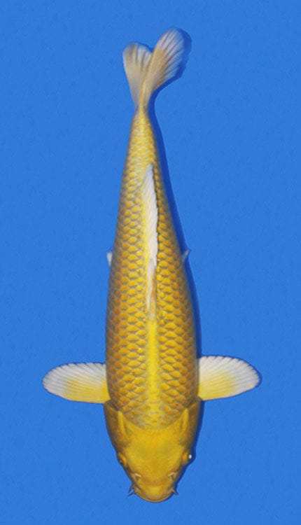 A Yamabuki Ogon is a bright, unmistakable Japanese koi valued for its solid golden-yellow coloration and clean metallic luster. As one of the most recognizable hikari varieties, it is admired for its simplicity, where the beauty of the fish comes from the richness and evenness of the color rather than pattern. A strong Yamabuki should show consistent golden tone from head to tail, smooth metallic skin, and a clear, polished finish that gives the koi a luminous presence in the water.