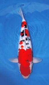 34029 sanke 2 year female 22" sold A Sanke, or Taisho Sanshoku, is one of the three major classic varieties of Japanese koi, valued for its elegant combination of white, red, and black. Built on a Kohaku foundation, a Sanke features a clean white base with red pattern overlaid by sumi markings that add contrast and sophistication without overpowering the fish. Unlike Showa, Sanke is not black-based, so the white ground remains essential to the variety’s refined, open appearance. A well-balanced Sanke should show strong shiroji, even beni, an