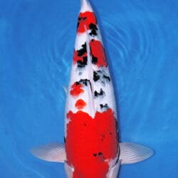 A Sanke, or Taisho Sanshoku, is one of the three major classic varieties of Japanese koi, valued for its elegant combination of white, red, and black. Built on a Kohaku foundation, a Sanke features a clean white base with red pattern overlaid by sumi markings that add contrast and sophistication without overpowering the fish. Unlike Showa, Sanke is not black-based, so the white ground remains essential to the variety’s refined, open appearance. A well-balanced Sanke should show strong shiroji, even beni, an