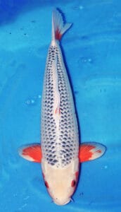 34030 asagi 2 year female 19" sold A photograph of a 19-inch female Asagi koi fish, predominantly white with orange and black markings, against a blue background.