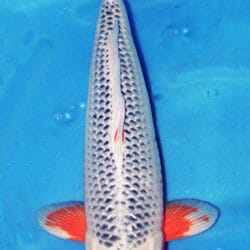 A photograph of a 19-inch female Asagi koi fish, predominantly white with orange and black markings, against a blue background.