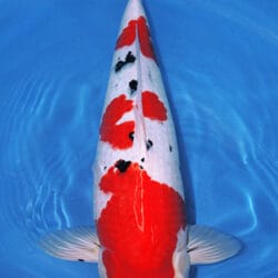 A Sanke koi fish with a predominantly white body and red and black spots, swimming in blue water.