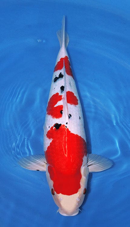 A Sanke koi fish with a predominantly white body and red and black spots, swimming in blue water.