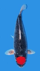 34032 black goshiki 3 year female 23" sold A black Goshiki fish with a red mark on its head, viewed from above against a blue background.