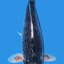 A black Goshiki fish with a red mark on its head, viewed from above against a blue background.