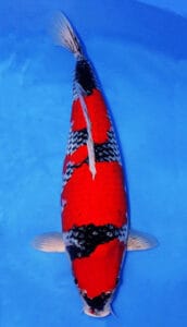 34033 goshiki 3 year female 24" sold A Goshiki is a distinctive Japanese koi variety known for blending Kohaku-style red pattern with a darker, layered base that can show shades of blue, gray, or black. The name Goshiki means “five colors,” reflecting the complex interplay of tones that gives this Nishikigoi its depth and character. In a strong Goshiki, the beni should remain clear and well-defined while the underlying reticulation or darker ground adds richness and texture across the body, creating a look that feels both refined and dramatic.