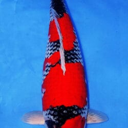 A Goshiki is a distinctive Japanese koi variety known for blending Kohaku-style red pattern with a darker, layered base that can show shades of blue, gray, or black. The name Goshiki means “five colors,” reflecting the complex interplay of tones that gives this Nishikigoi its depth and character. In a strong Goshiki, the beni should remain clear and well-defined while the underlying reticulation or darker ground adds richness and texture across the body, creating a look that feels both refined and dramatic.