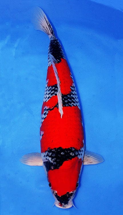 A Goshiki is a distinctive Japanese koi variety known for blending Kohaku-style red pattern with a darker, layered base that can show shades of blue, gray, or black. The name Goshiki means “five colors,” reflecting the complex interplay of tones that gives this Nishikigoi its depth and character. In a strong Goshiki, the beni should remain clear and well-defined while the underlying reticulation or darker ground adds richness and texture across the body, creating a look that feels both refined and dramatic.