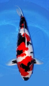 34034 showa 4 year female 27" sold A Showa 4yr Female Koi fish with a predominantly white and red coloration, swimming in water with a blue background.