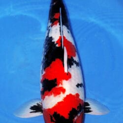 A Showa 4yr Female Koi fish with a predominantly white and red coloration, swimming in water with a blue background.