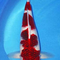 An Ai Goromo is a graceful Japanese koi variety that blends the clean elegance of Kohaku with the soft, refined edging that defines Goromo. 