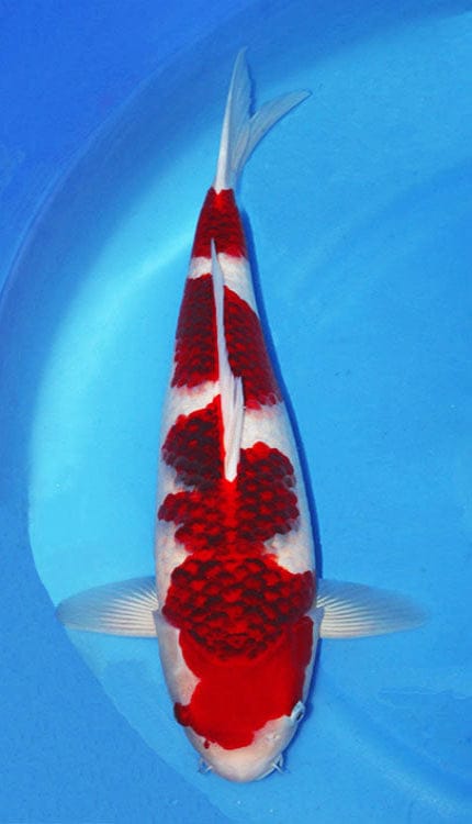 An Ai Goromo is a graceful Japanese koi variety that blends the clean elegance of Kohaku with the soft, refined edging that defines Goromo.