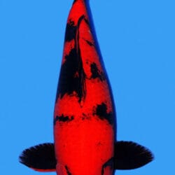 A photograph of a red and black colored koi fish against a blue background.