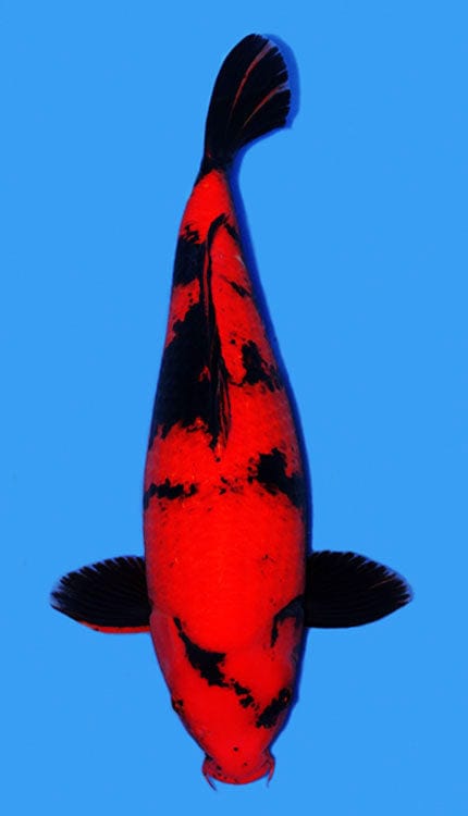 A photograph of a red and black colored koi fish against a blue background.