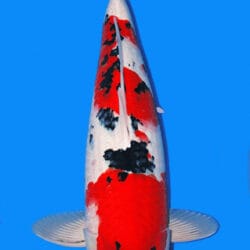 A Sanke, or Taisho Sanshoku, is one of the three major classic varieties of Japanese koi, valued for its elegant combination of white, red, and black. Built on a Kohaku foundation, a Sanke features a clean white base with red pattern overlaid by sumi markings that add contrast and sophistication without overpowering the fish. Unlike Showa, Sanke is not black-based, so the white ground remains essential to the variety’s refined, open appearance.