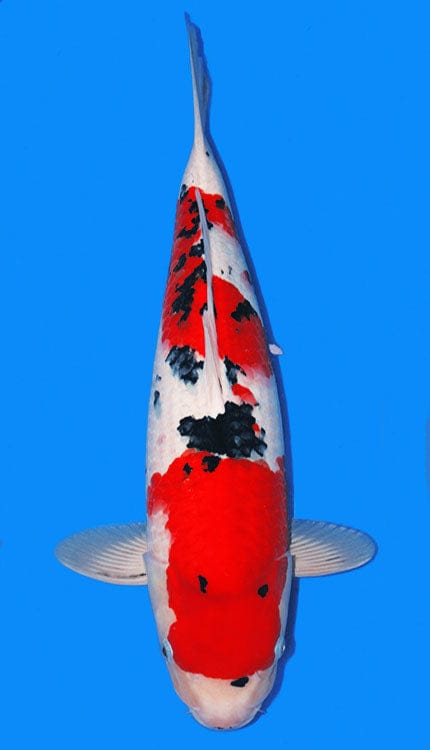 A Sanke, or Taisho Sanshoku, is one of the three major classic varieties of Japanese koi, valued for its elegant combination of white, red, and black. Built on a Kohaku foundation, a Sanke features a clean white base with red pattern overlaid by sumi markings that add contrast and sophistication without overpowering the fish. Unlike Showa, Sanke is not black-based, so the white ground remains essential to the variety’s refined, open appearance.