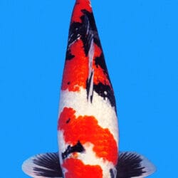A Showa koi, or Showa Sanshoku, is a powerful and expressive variety of Japanese koi known for its dynamic combination of sumi, beni, and shiroji. 