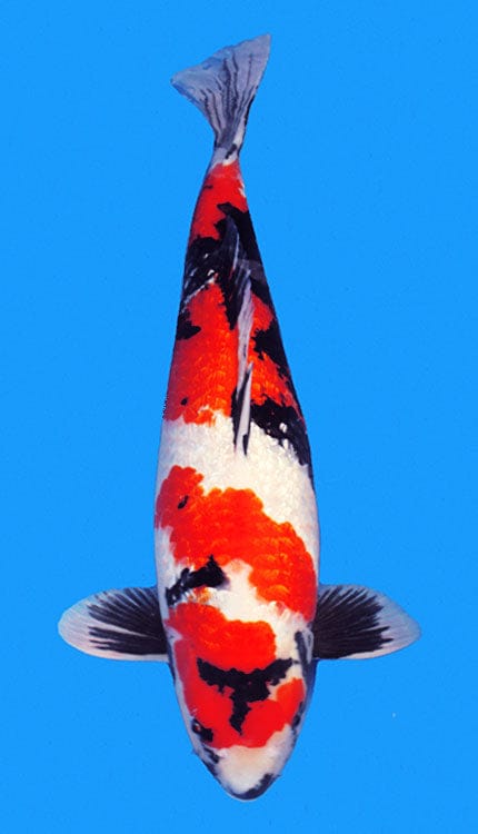 A Showa koi, or Showa Sanshoku, is a powerful and expressive variety of Japanese koi known for its dynamic combination of sumi, beni, and shiroji.