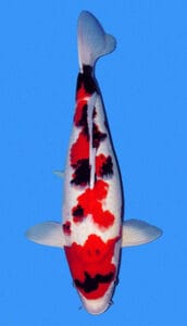 34039 showa 2 year female 18" sold A Showa 2yr Female Koi fish with predominantly white and red coloration, with black spots, against a blue background.