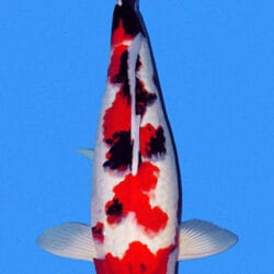 A Showa 2yr Female Koi fish with predominantly white and red coloration, with black spots, against a blue background.