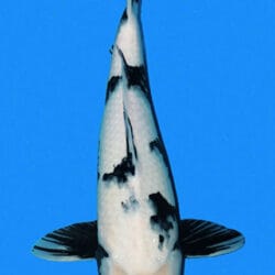 A Shiro Utsuri is a striking Japanese koi variety known for its bold black-and-white contrast and powerful visual simplicity. As part of the Utsurimono group, it is defined by deep sumi laid over a white base, with the black pattern wrapping through the body to create movement, balance, and strength. A strong Shiro Utsuri should show clean shiroji, rich lacquer-like sumi, and a pattern that feels dynamic without becoming heavy, giving the fish a dramatic but polished presence in the water.