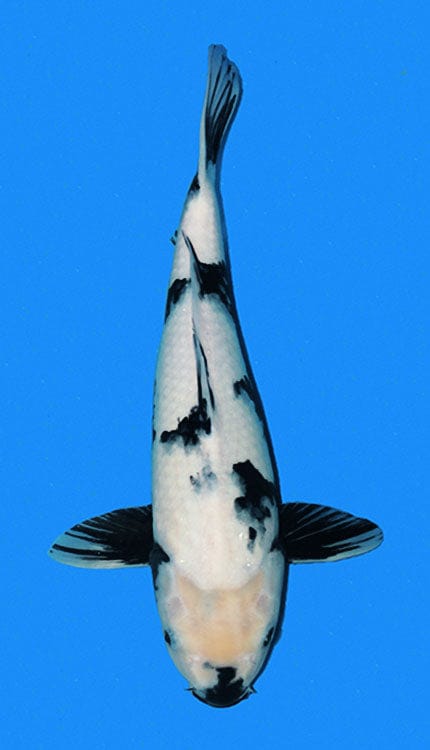 A Shiro Utsuri is a striking Japanese koi variety known for its bold black-and-white contrast and powerful visual simplicity. As part of the Utsurimono group, it is defined by deep sumi laid over a white base, with the black pattern wrapping through the body to create movement, balance, and strength. A strong Shiro Utsuri should show clean shiroji, rich lacquer-like sumi, and a pattern that feels dynamic without becoming heavy, giving the fish a dramatic but polished presence in the water.