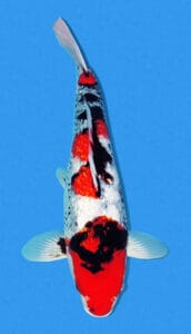 34041 ginrin showa 2 year female 17" sold A photograph of a Ginrin Showa koi fish, predominantly white with red and black markings, against a blue background.