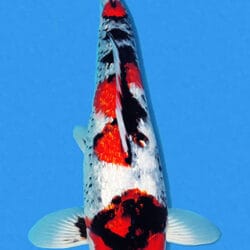 A photograph of a Ginrin Showa koi fish, predominantly white with red and black markings, against a blue background.