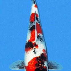 A colored illustration of a female Ginrin Showa koi fish, predominantly white with red and black markings, 16 inches in size.